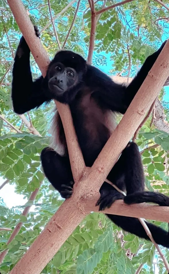 Villa Mantas New Pinilla - Imagen 2