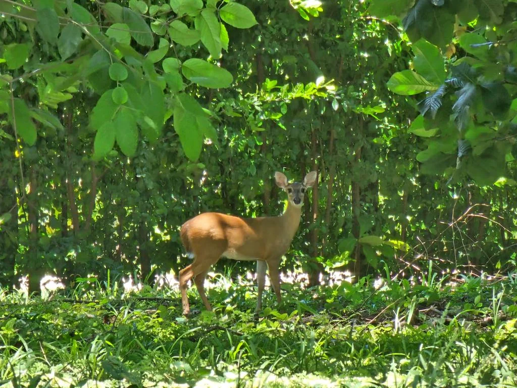 Villa Mantas New Pinilla - Imagen 29