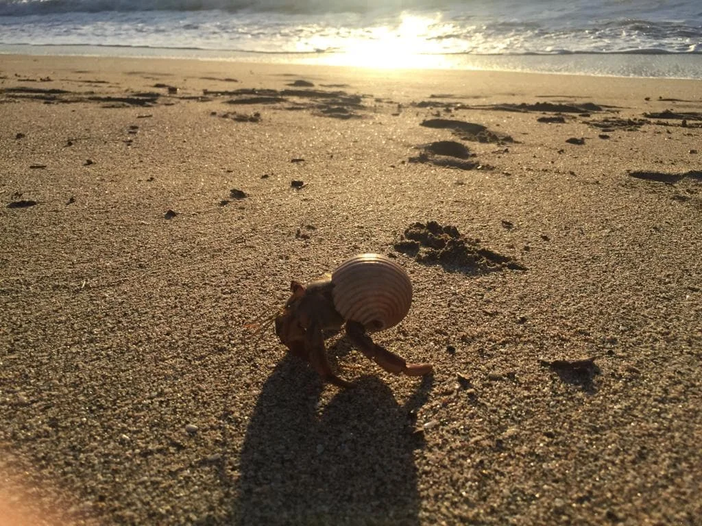 Villa Mantas New Pinilla - Imagen 65