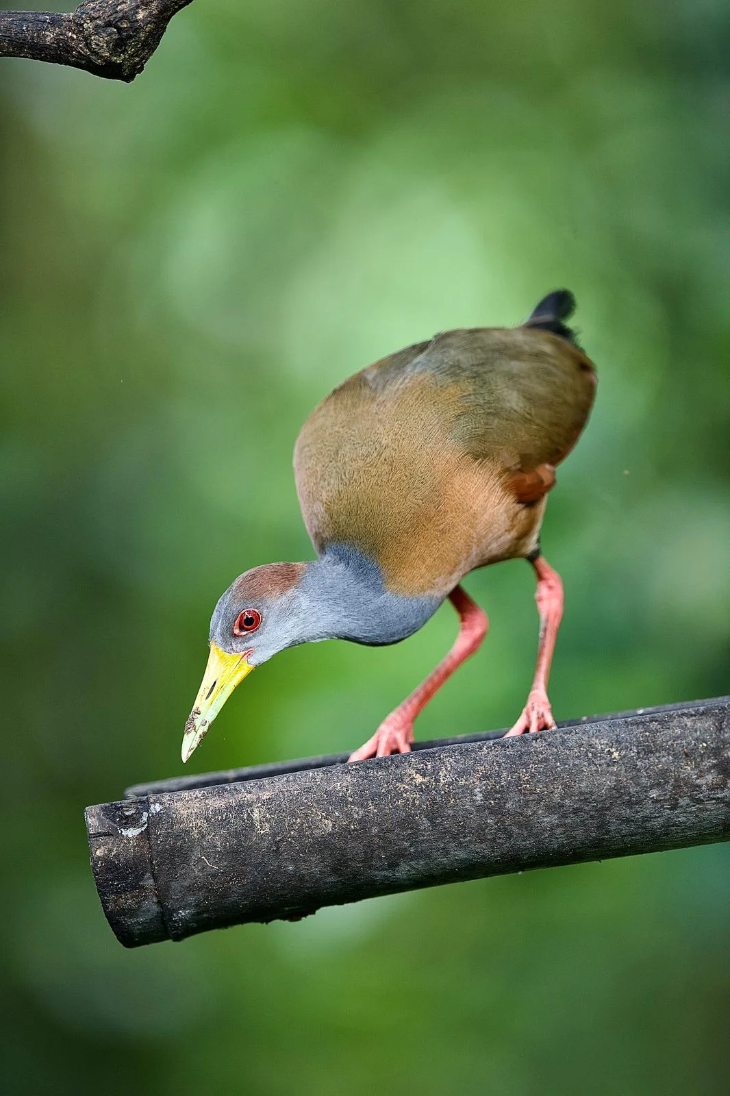 Villa Mantas New Pinilla - Imagen 66